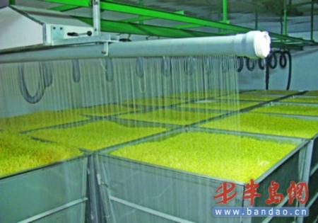 阜新市政府民心工程瑞鴻放心豆芽菜上市了