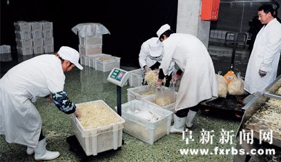 “放心豆芽”上餐桌日產(chǎn)50噸滿足阜新“胃口”